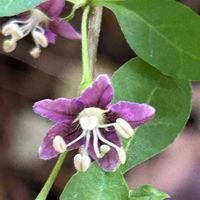 クコ,クコ,山野草,ナス科,薬用植物の画像