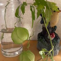 アスター,フウセンカズラ,室内,秋の花,花のある暮らしの画像