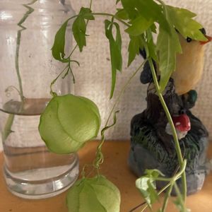 アスター,フウセンカズラ,室内,秋の花,花のある暮らしの画像