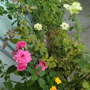 ミニバラ,ミニバラ鉢植え,バルコニー/ベランダ,ベランダの画像