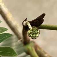 エバーフレッシュ,観葉植物,エバー・フレッシュの花芽の画像