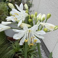 アガパンサス,アガパンサス　サマーラブの画像