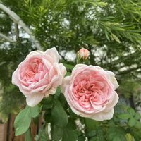 バラ　シンデレラ,お花,ばら バラ 薔薇,おうち園芸,庭の画像