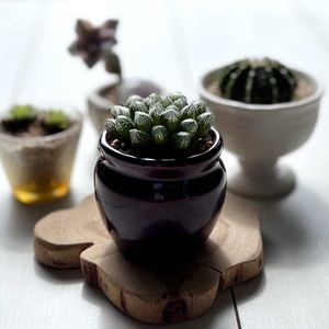 ハオルチア,リメイク鉢,ホームセンター出身,晴れの日,食器の鉢の画像
