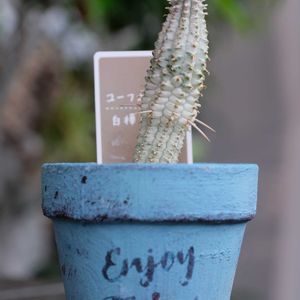 多肉植物,ベランダガーデニング,多肉植物のある暮らし,癒し…♡,自作リメ鉢の画像