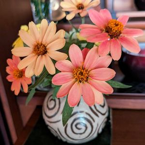 百日草,切り花,強い子,小さい庭,仏壇の花の画像