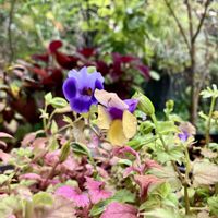 カレックス,コリウス,ハナトラノオ,ハナトラノオ,ウツボカズラ Gayaの画像