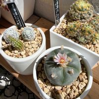 サボテン,烏羽玉,コリファンタ 刺無象牙丸,マミラリア明星　綴化,多肉植物の画像