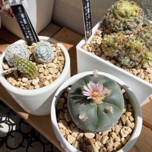 サボテン,烏羽玉,コリファンタ 刺無象牙丸,マミラリア明星　綴化,多肉植物の画像