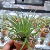 チランジア,ティランジア,ティランジアゲミニフローラ,エアプランツ,植物のある暮らしの画像
