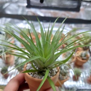チランジア,ティランジア,ティランジアゲミニフローラ,エアプランツ,植物のある暮らしの画像