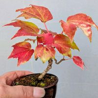 ツタ(蔦),盆栽,ミニ盆栽,盆栽苗木,まめ盆栽の画像