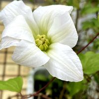 オキナグサ,オキナグサ,ミニトマト,ミニトマト,ミルキーウェイの画像
