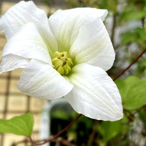 オキナグサ,オキナグサ,ミニトマト,ミニトマト,ミルキーウェイの画像