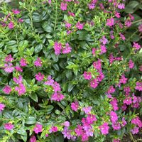 クフェア,メキシコ ハナヤナギ,クフェア メキシコハナヤナギ,可愛い,ピンクのお花の画像