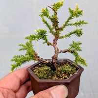 八房白芽杉（白妙）,盆栽,ミニ盆栽,盆栽苗木,まめ盆栽の画像