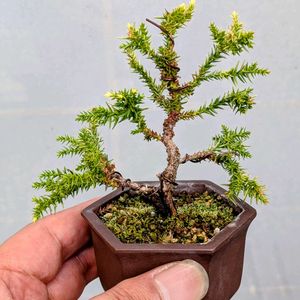 八房白芽杉（白妙）,盆栽,ミニ盆栽,盆栽苗木,まめ盆栽の画像