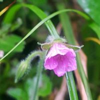 サボテン,四角鸞鳳玉,ゲンノショウコ,山野草,多肉植物とサボテンの画像