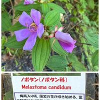 ノボタン,ノボタン,ヘゴ,ヘゴ,野牡丹の画像
