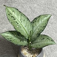 ディフェンバキア,ディフェンバキア ティキ,観葉植物,ダイソー,成長記録の画像