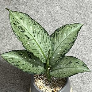 ディフェンバキア,ディフェンバキア ティキ,観葉植物,ダイソー,成長記録の画像