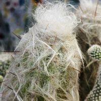 サボテン,サボテン寄せ植え,謎サボテン,多肉植物,バルコニストの画像