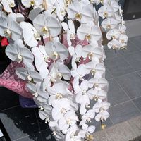 胡蝶蘭,彼岸花  曼珠沙華,開店祝いのお花達,開店祝いの花,道路沿いのヒガンバナ赤の画像