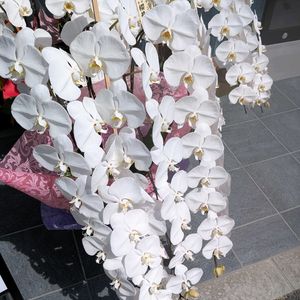 胡蝶蘭,彼岸花  曼珠沙華,開店祝いのお花達,開店祝いの花,道路沿いのヒガンバナ赤の画像