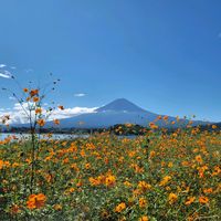 コキア,パンパスグラス,ラベンダー,キバナコスモス,ミューレンベルギアの画像