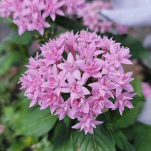 地植え,かわいいな♡,お花好き,すてき…♡,自己流ガーデニングの画像