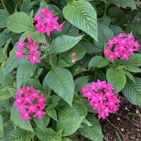 オキザリス,クルクマ,ペンタス,八重のイヌサフラン,鉢植えの画像