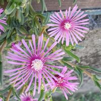 マツバギク,マツバギク,可愛い〜♡,ピンクの花,カラフルお花の画像