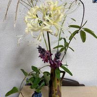 アケビ,クズ,ススキ,ヒガンバナ,アオツヅラフジの画像