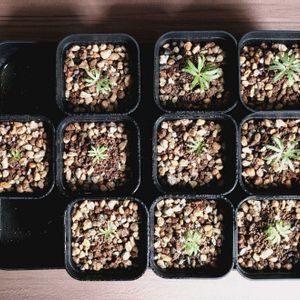 ボスウェリア・ネグレクタ,塊根植物,成長記録,実生苗,実生記録の画像