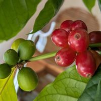 コーヒーの木,コーヒーの実,北海道の画像