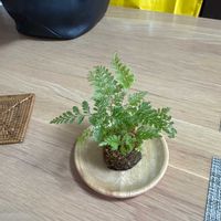 トキワシノブの画像