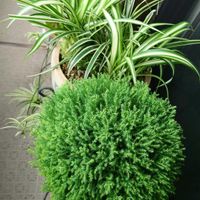 オリヅルラン,観葉植物,ベランダの画像