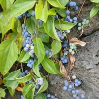 ノリウツギ,アカスジキンカメムシ,アオツヅラフジの実,虫さん☆大好き,GSアダルトチームの画像