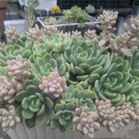 姫秀麗,エケベリア テント,寄せ植え,多肉植物,多肉丼の画像