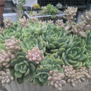 姫秀麗,エケベリア テント,寄せ植え,多肉植物,多肉丼の画像