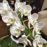 胡蝶蘭,ミディ胡蝶蘭の画像