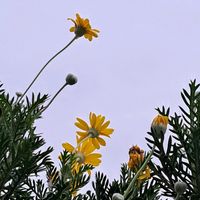 ユリオプスデージー,ユリオプスデージー,曇り空,頑張れ千葉,花友さんに感謝の画像