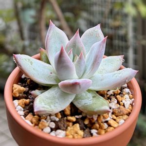 コロラータ タパルパ,多肉植物,子株,植え替え,エケベリア属の画像