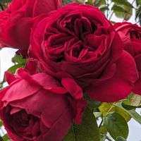 ルージュピエールドゥロンサール,つるバラ,ばら バラ 薔薇の画像