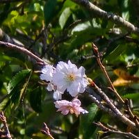 サクラ,十月桜,感謝,花のある暮らし,いつまでもの画像