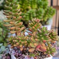 虹の玉,寄せ植え,多肉植物,セダム属,多肉植物の紅葉の画像