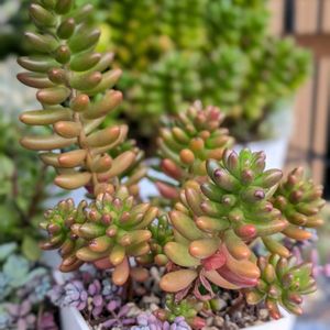虹の玉,寄せ植え,多肉植物,セダム属,多肉植物の紅葉の画像