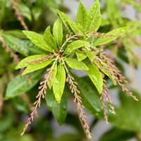 馬酔木,馬酔木(アセビ）の画像