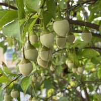 エゴノキ,きのみ,木の実と花,庭の画像