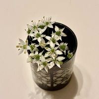 薔薇,今日のお花,スギタケさんありがとう♡,庭の画像